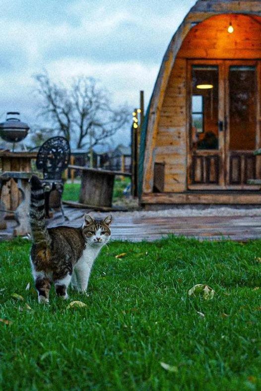 Skipbridge Farm Glamping ยอร์ค ภายนอก รูปภาพ